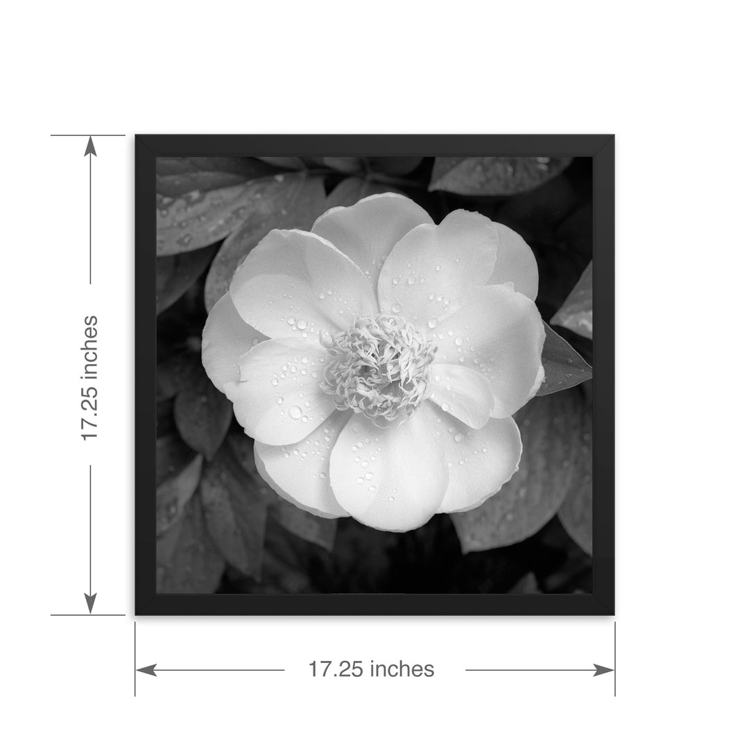 Peony Framed Print